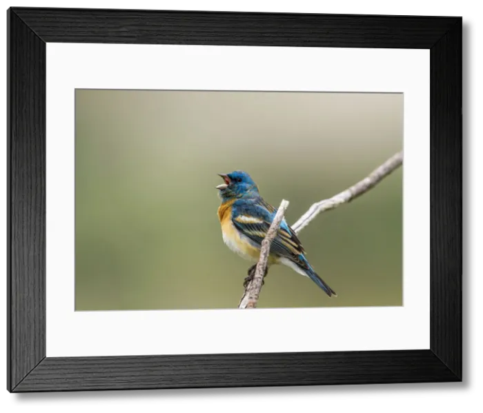 Framed Print : DDE-90039189 Framed Print : DDE-90039189