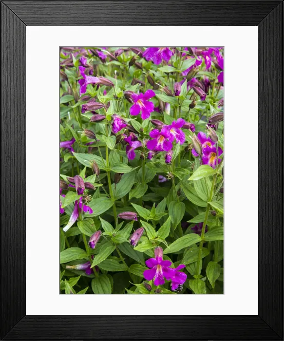 Framed Print : DDE-90039194 Framed Print : DDE-90039194
