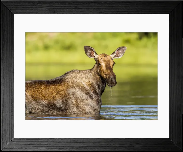 Framed Print : DDE-90039195