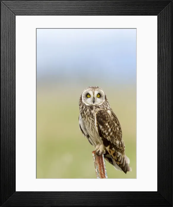 Framed Print : DDE-90039197