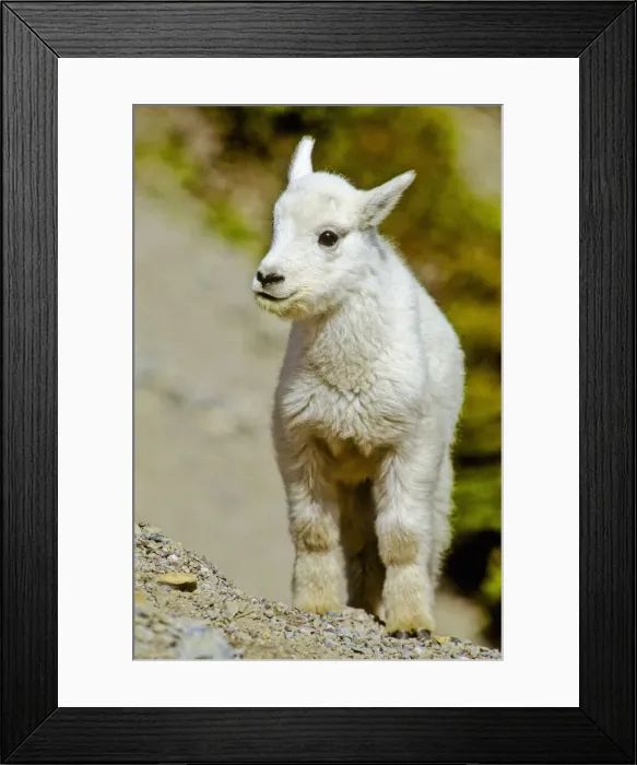 Framed Print : DDE-90039201