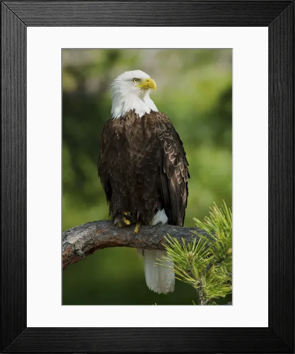 Framed Print : DDE-90039203