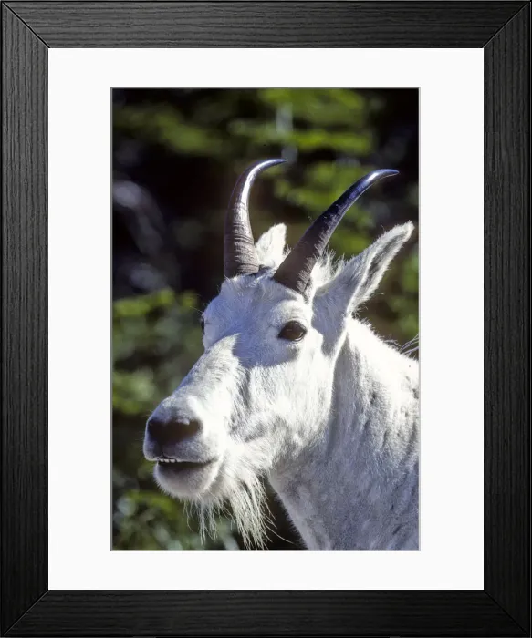 Framed Print : DDE-90039202 Framed Print : DDE-90039202