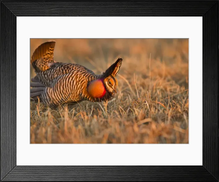 Framed Print : DDE-90039206