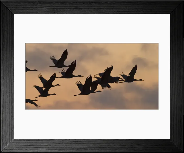 Framed Print : DDE-90039215 Framed Print : DDE-90039215