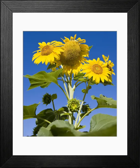 Framed Print : DDE-90039218