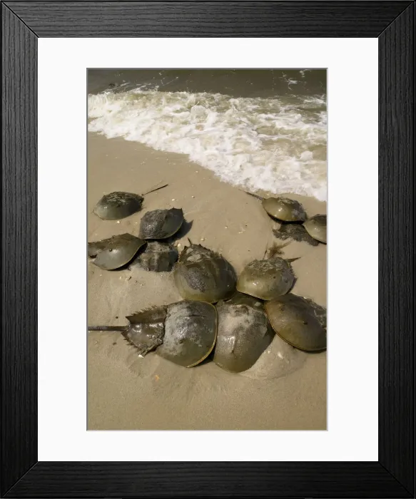 Framed Print : DDE-90039222 Framed Print : DDE-90039222