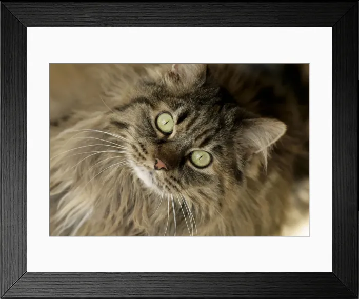Framed Print : DDE-90039224 Framed Print : DDE-90039224