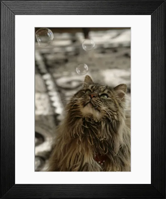 Framed Print : DDE-90039225 Framed Print : DDE-90039225