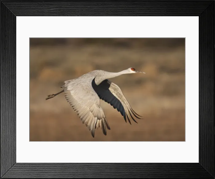 Framed Print : DDE-90039226 Framed Print : DDE-90039226