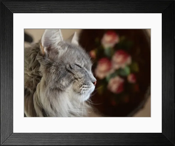 Framed Print : DDE-90039223 Framed Print : DDE-90039223