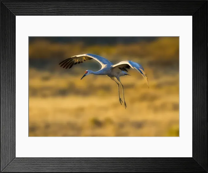 Framed Print : DDE-90039228 Framed Print : DDE-90039228