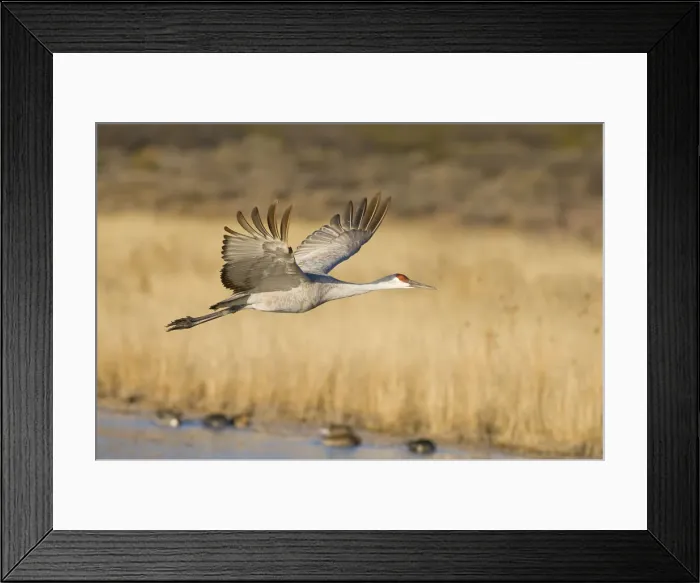 Framed Print : DDE-90039229 Framed Print : DDE-90039229