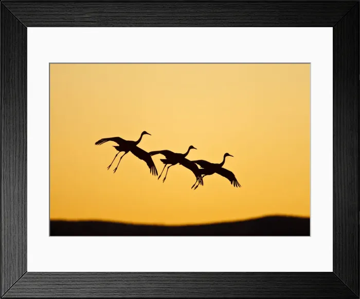 Framed Print : DDE-90039227 Framed Print : DDE-90039227