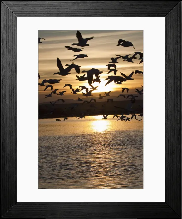 Framed Print : DDE-90039230 Framed Print : DDE-90039230