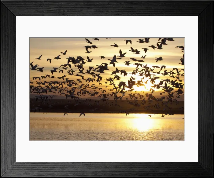 Framed Print : DDE-90039231 Framed Print : DDE-90039231