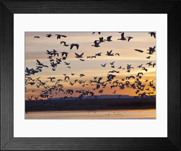 Framed Print : DDE-90039233 Framed Print : DDE-90039233