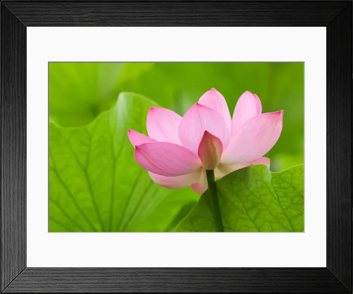 Framed Print : DDE-90039236 Framed Print : DDE-90039236
