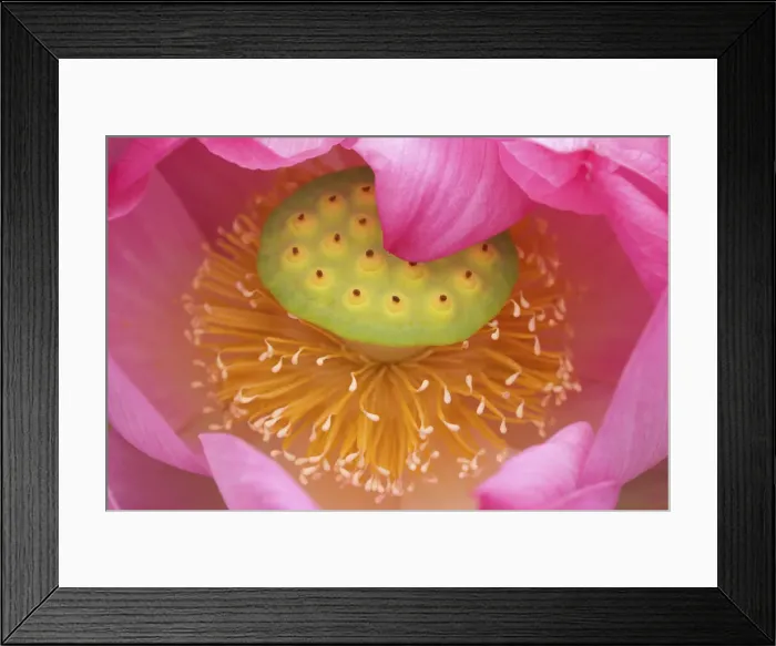 Framed Print : DDE-90039237