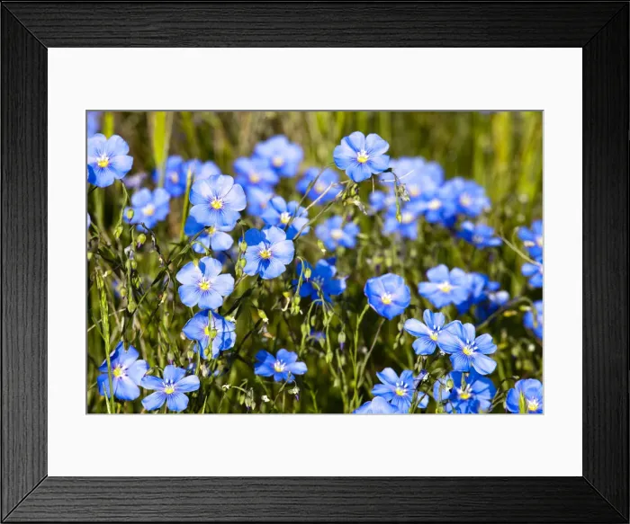 Framed Print : DDE-90039238 Framed Print : DDE-90039238