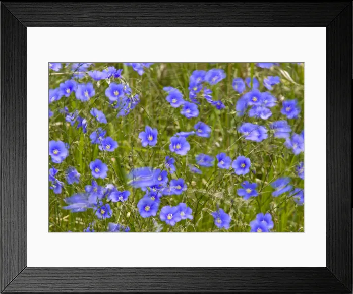Framed Print : DDE-90039239