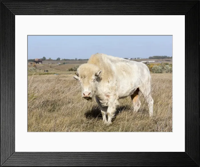 Framed Print : DDE-90039244 Framed Print : DDE-90039244