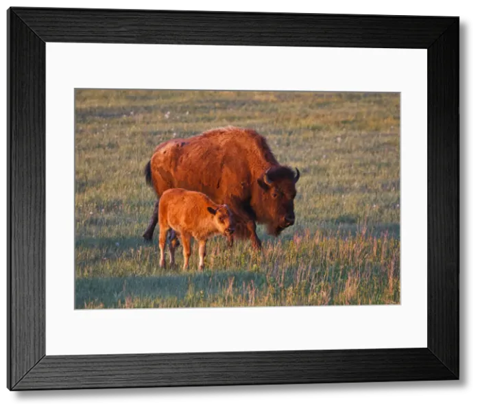 Framed Print : DDE-90039245 Framed Print : DDE-90039245