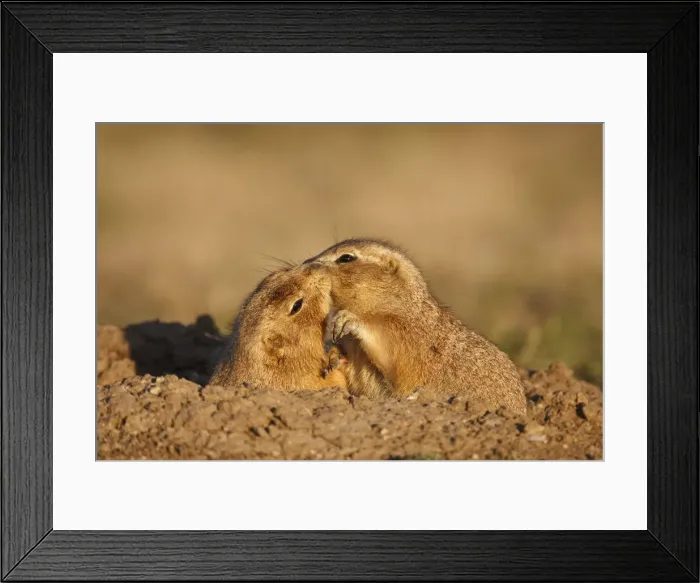 Framed Print : DDE-90039246
