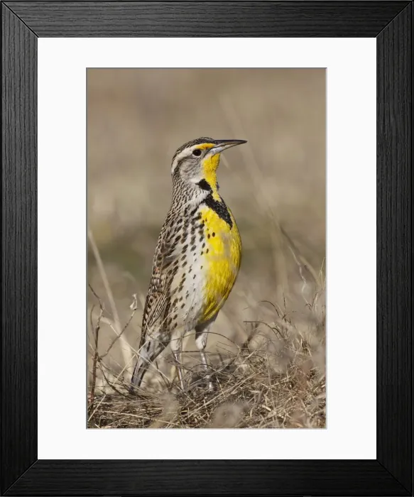 Framed Print : DDE-90039247 Framed Print : DDE-90039247