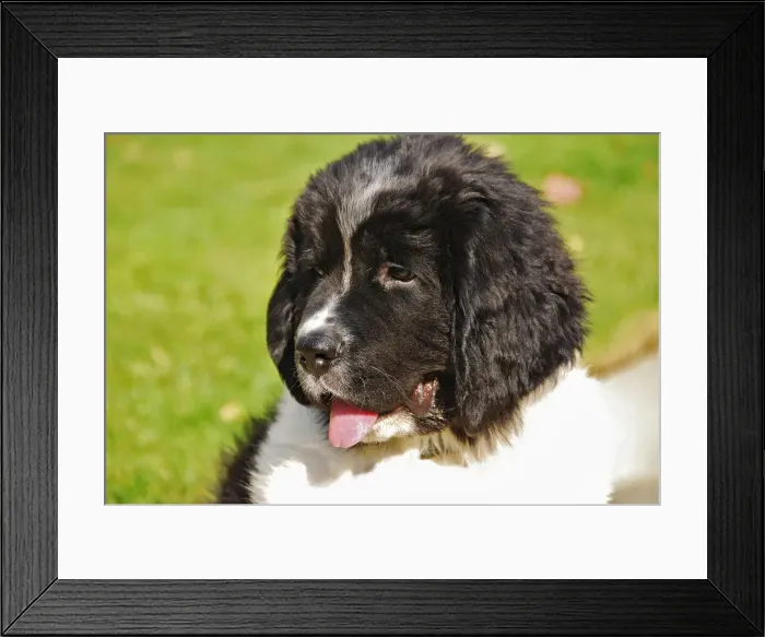 Framed Print : DDE-90039249