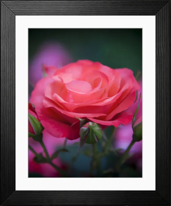 Framed Print : DDE-90039252 Framed Print : DDE-90039252