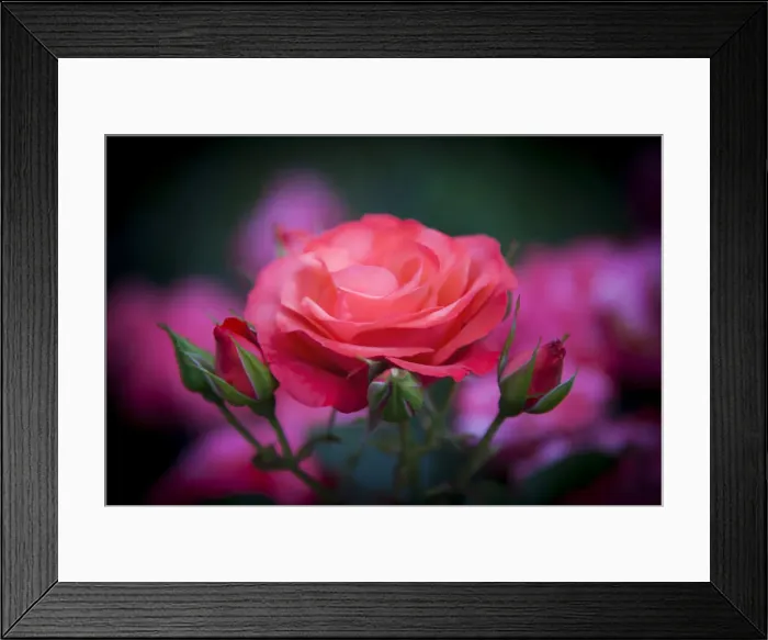Framed Print : DDE-90039253 Framed Print : DDE-90039253