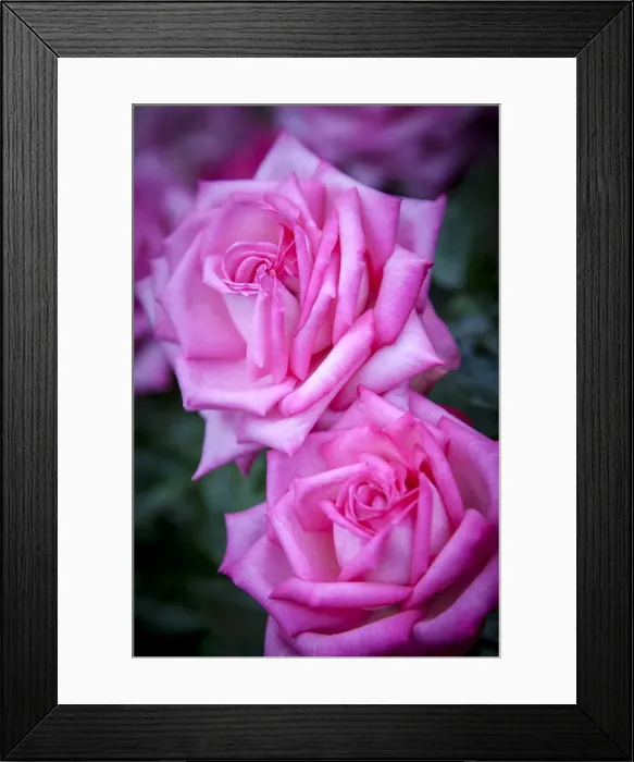 Framed Print : DDE-90039254 Framed Print : DDE-90039254