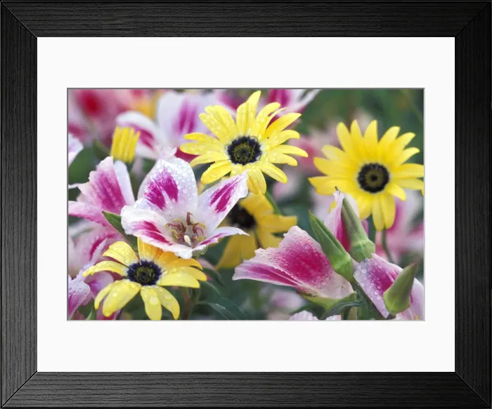Framed Print : DDE-90039261 Framed Print : DDE-90039261