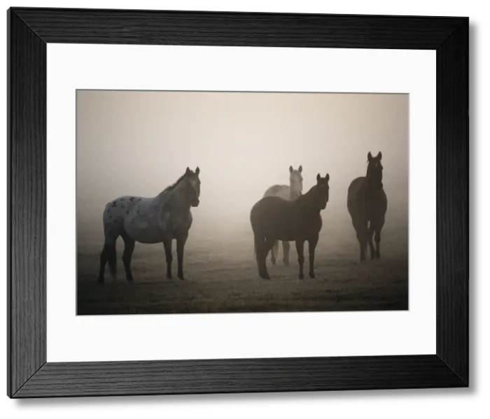 Framed Print : DDE-90039262 Framed Print : DDE-90039262