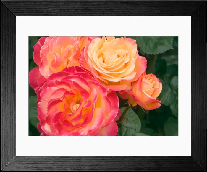 Framed Print : DDE-90039265 Framed Print : DDE-90039265
