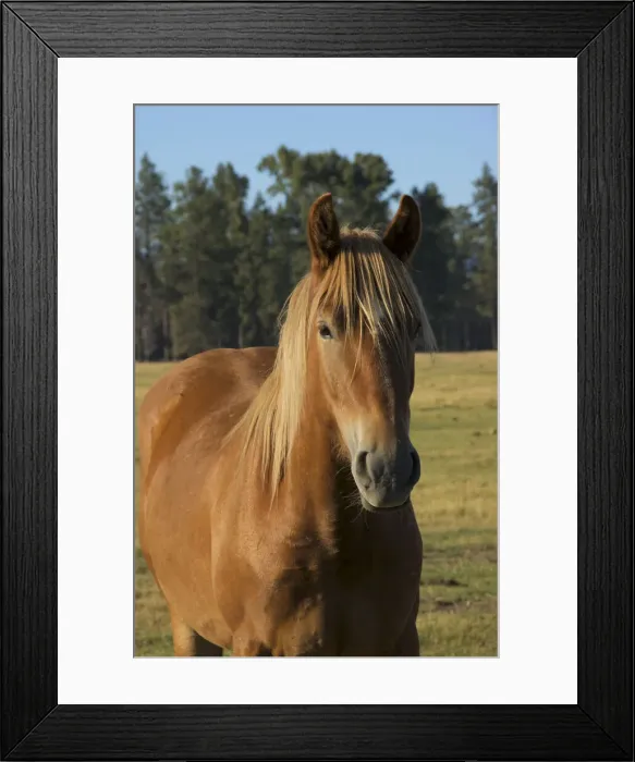 Framed Print : DDE-90039270 Framed Print : DDE-90039270