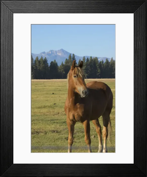 Framed Print : DDE-90039271 Framed Print : DDE-90039271