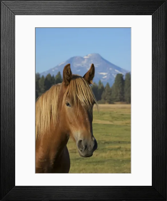 Framed Print : DDE-90039273 Framed Print : DDE-90039273