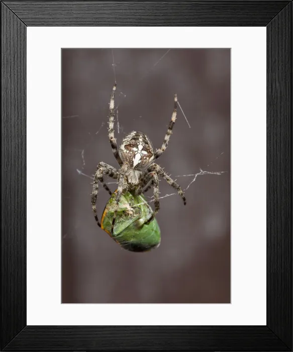 Framed Print : DDE-90039275 Framed Print : DDE-90039275