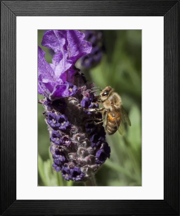 Framed Print : DDE-90039276