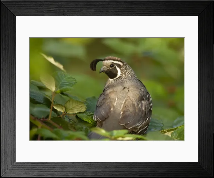 Framed Print : DDE-90039274 Framed Print : DDE-90039274