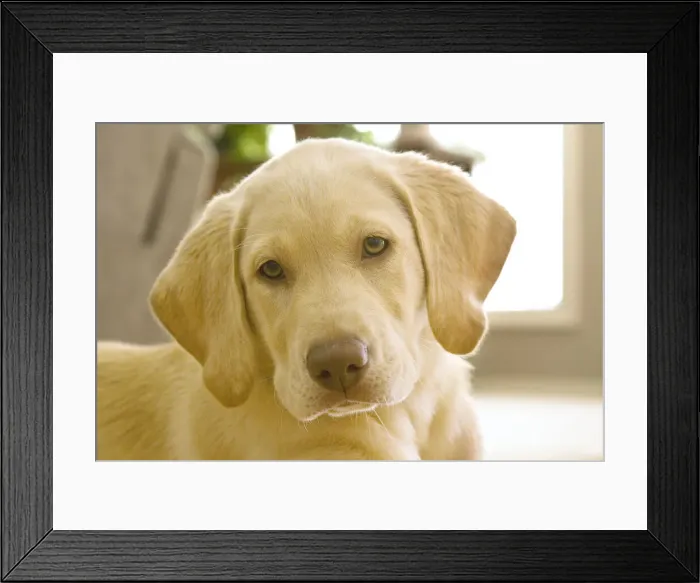 Framed Print : DDE-90039278 Framed Print : DDE-90039278