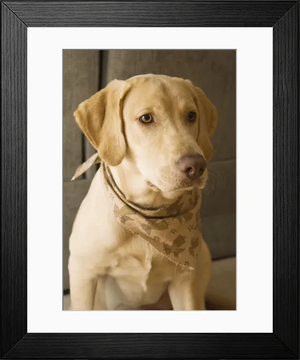 Framed Print : DDE-90039277 Framed Print : DDE-90039277