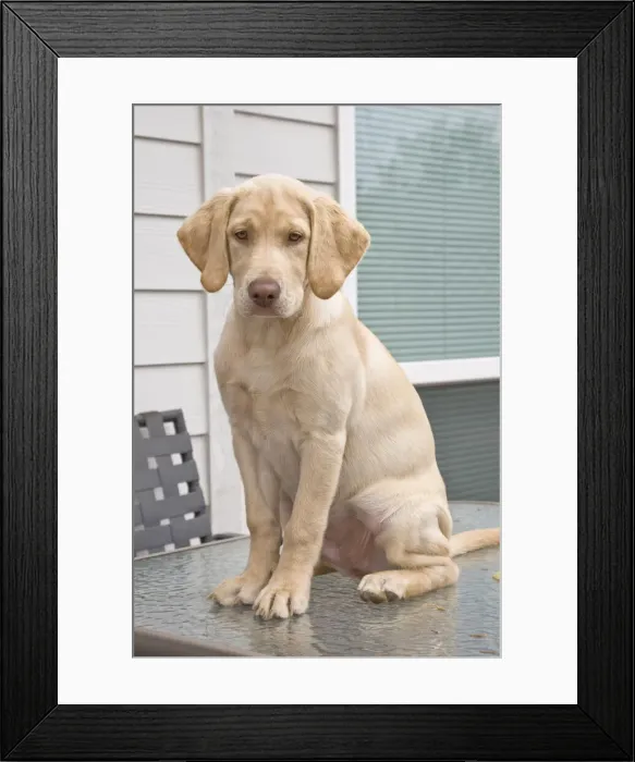 Framed Print : DDE-90039280 Framed Print : DDE-90039280