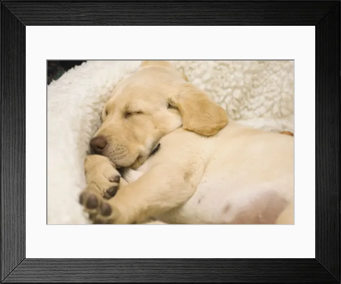Framed Print : DDE-90039279 Framed Print : DDE-90039279