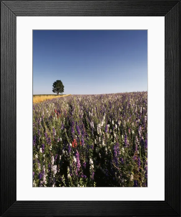 Framed Print : DDE-90039288 Framed Print : DDE-90039288