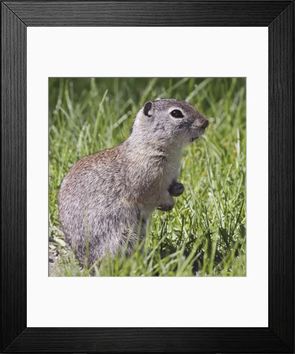 Framed Print : DDE-90039297 Framed Print : DDE-90039297