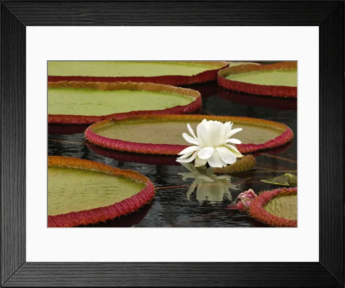 Framed Print : DDE-90039303