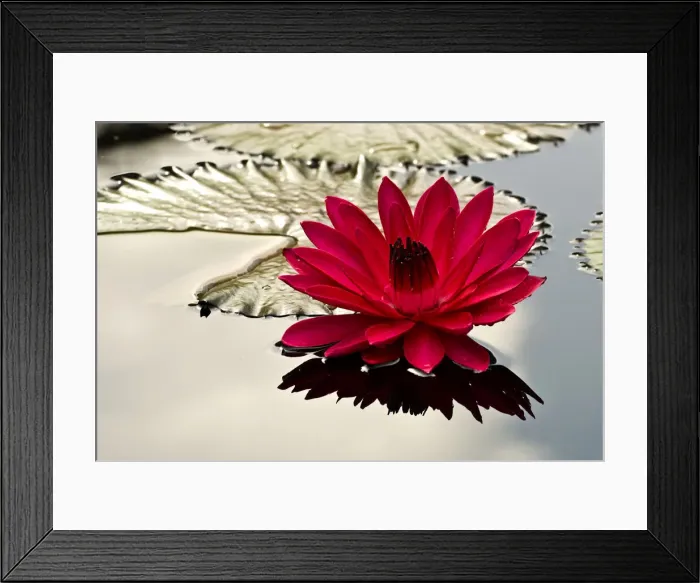 Framed Print : DDE-90039304 Framed Print : DDE-90039304